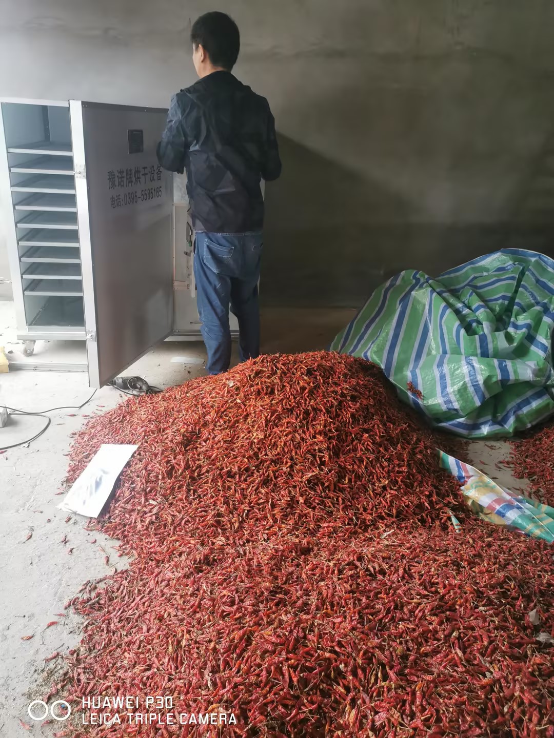 小型烘干機烘干辣椒